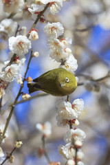 Plums and Japanese White-Eye in Tokyo - Japanese early spring -