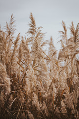 Fototapeta premium Espigas