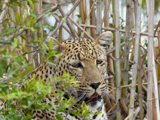 schöner Leopard auf der Pirsch im Krügerpark