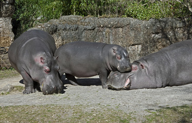 Hippopotamus family. Latin name - Hippopotamus amphibius