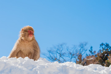 Snow Monkey