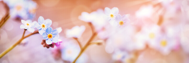 Blooming Forget-me-not, Myosotis