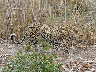 schöner Leopard auf der Pirsch im Krügerpark