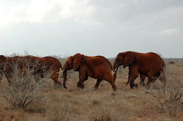 african animals