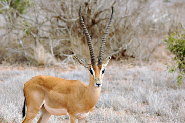 african animals