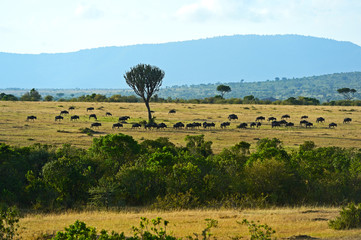 Obraz premium Masai Mara wildebeest