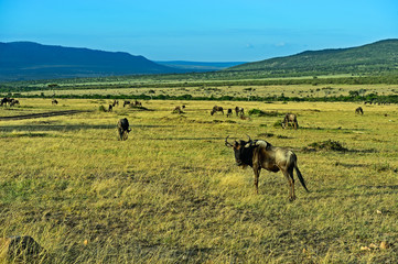 Masai Mara wildebeest