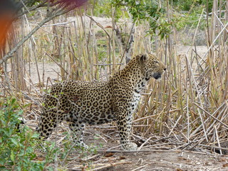 schöner Leopard auf der Pirsch im Krügerpark