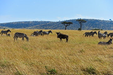 Masai Mara wildebeest