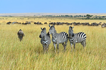 Wildebeest in the savannah