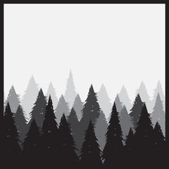 Coniferous pine forest vector illustration. Forest vector backgr