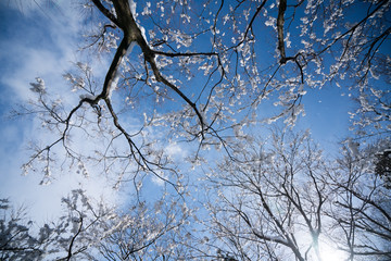 Tofukuji temple snow scene,Kyoto,tourism of Japan