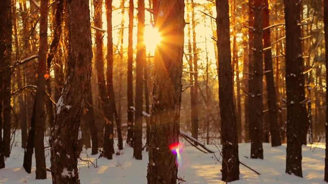 Forest at sunset in winter.