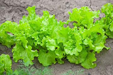 salad leaves in the garden