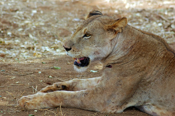 african animals