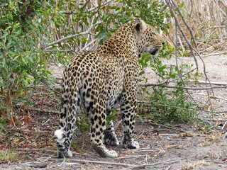 junger Leopard auf Pirsch in Südafrika im Busch