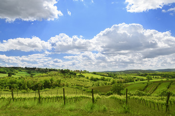 Fototapeta na wymiar Vineyard in Tuscany, traditional region of winemaking. Green slope and blue sky with white clouds in sunny day landscape. Chianti region of Italy.