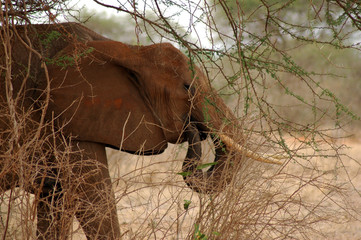 african animals