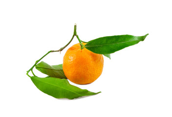 Tangerines studio photo