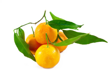 Tangerines studio photo