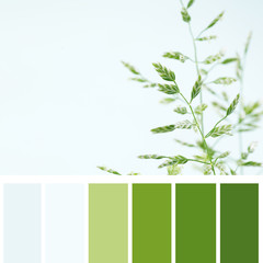 wild plant, color palette
