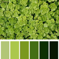 botanical background of green leaves, color palette 