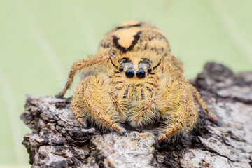 Close up female Hyllus diardi or Jumping spider on rotted wood