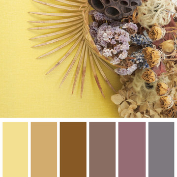 dry flowers, color palette