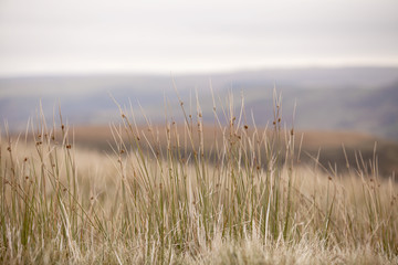 Dry Grasses. On a walk in the Brecon Beacons in Wales the colours of autumn were highlighted in the fragile lines of the grasses.