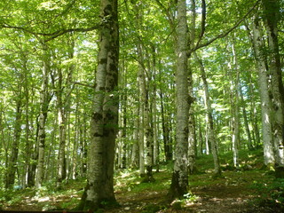 Green forest in Montenegro