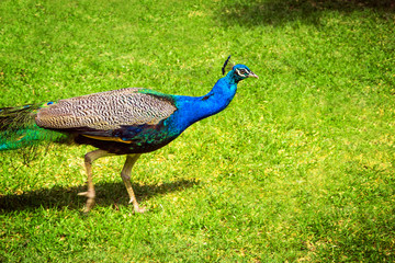 Obraz premium Peacock on a green grass