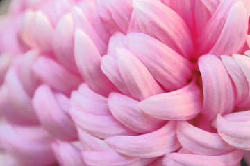 Fototapeta premium 菊の花