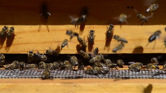 Hive care is important for healty bees