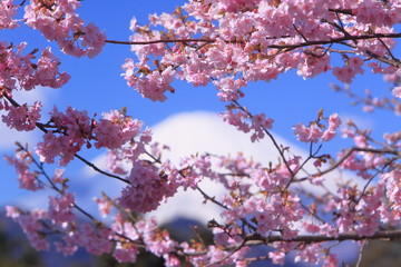 雪山の前に咲いた桜