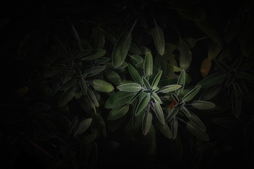 top view image of green leaves pattern © tomertu