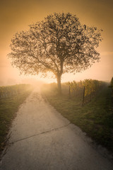 Fototapeta na wymiar Tree in vineyard, Pfalz, Germany