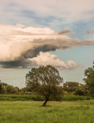 A tree in the middle of a field and summer sky white cloud creeping
