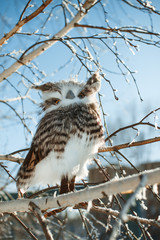 toy owl on the branch of a birch