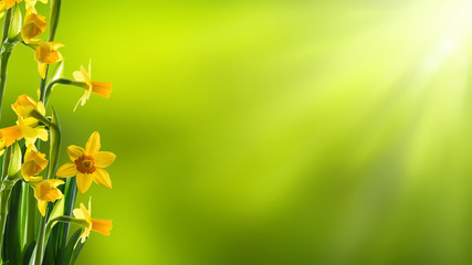 sunshine on daffodils