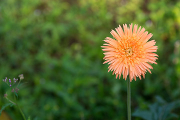 Gerbera flowes in garden with green background