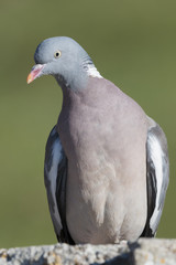 Bird, wood pigeon
