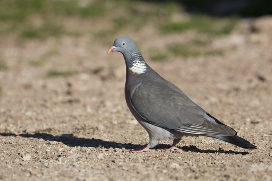 Bird, wood pigeon
