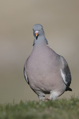 Bird, wood pigeon

