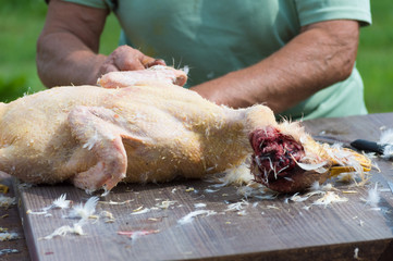 Housekeeper cleans the duck wings