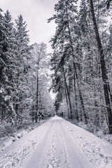 Vertical picture of a road covered with snow leading through the forest