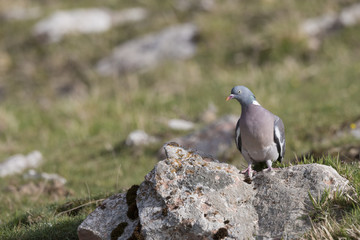 Bird, wood pigeon

