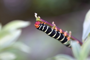 chenille du sphinx du frangipanier