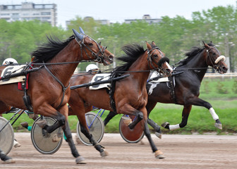 Three horses trotter breed in move on racetrack