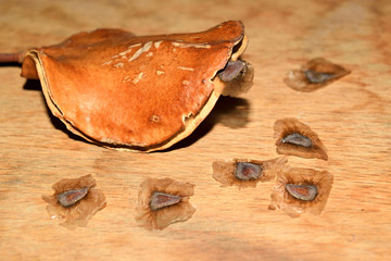 Jacaranda seeds