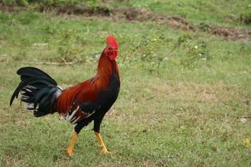 Gallo fino en un campo cubano
